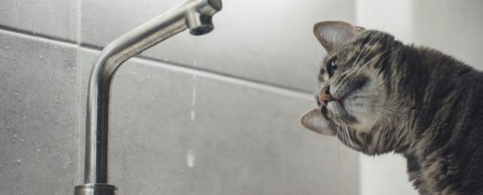 Fix A Leak Challenge March 14th to 20th